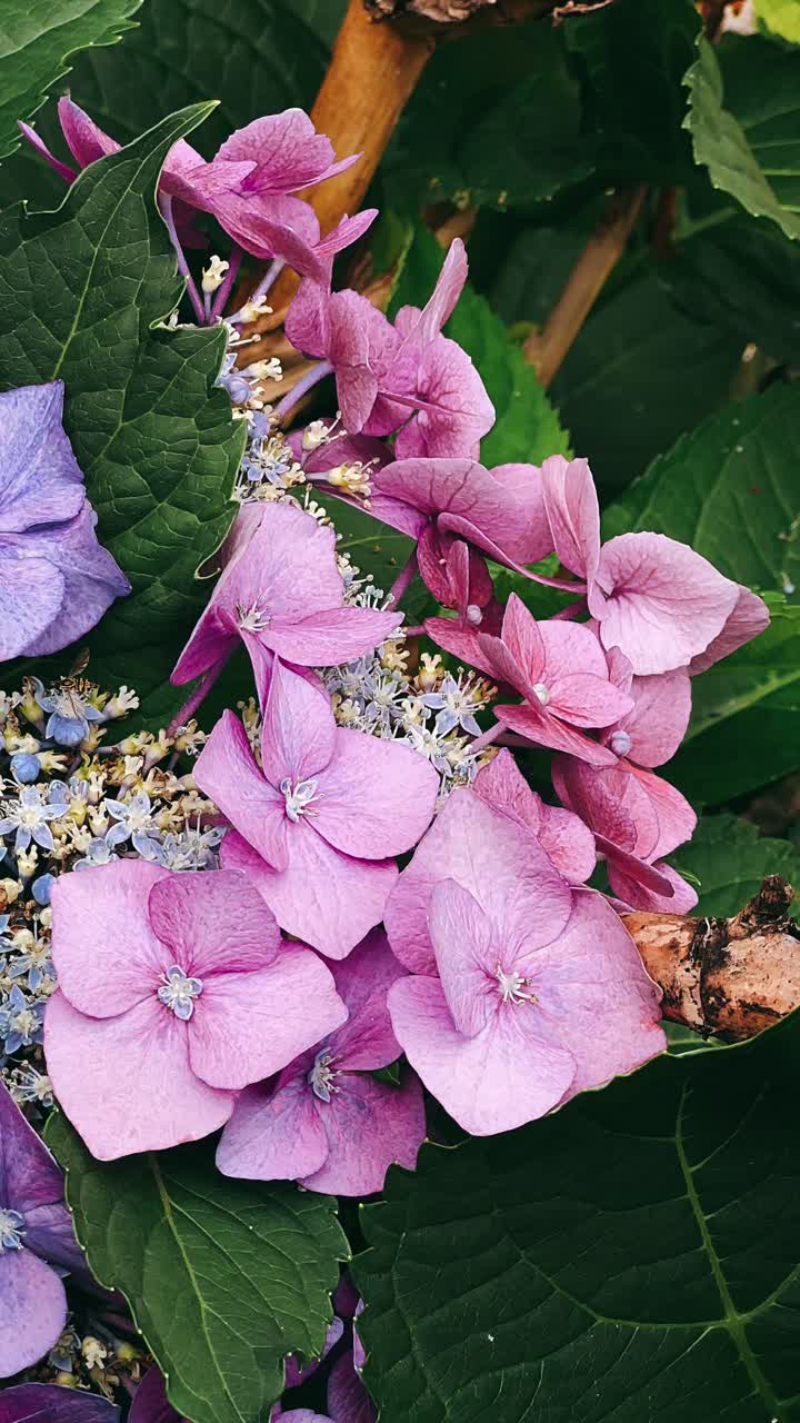 primer plano de las hermosas flores de hortensia rosada