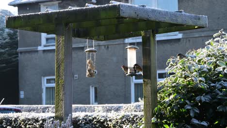 wide shot of birds at a bird feeder on a cold day