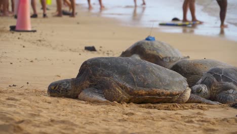 sea-turtles-resting-while-people-walk-and-play-on-beach,-still-shot