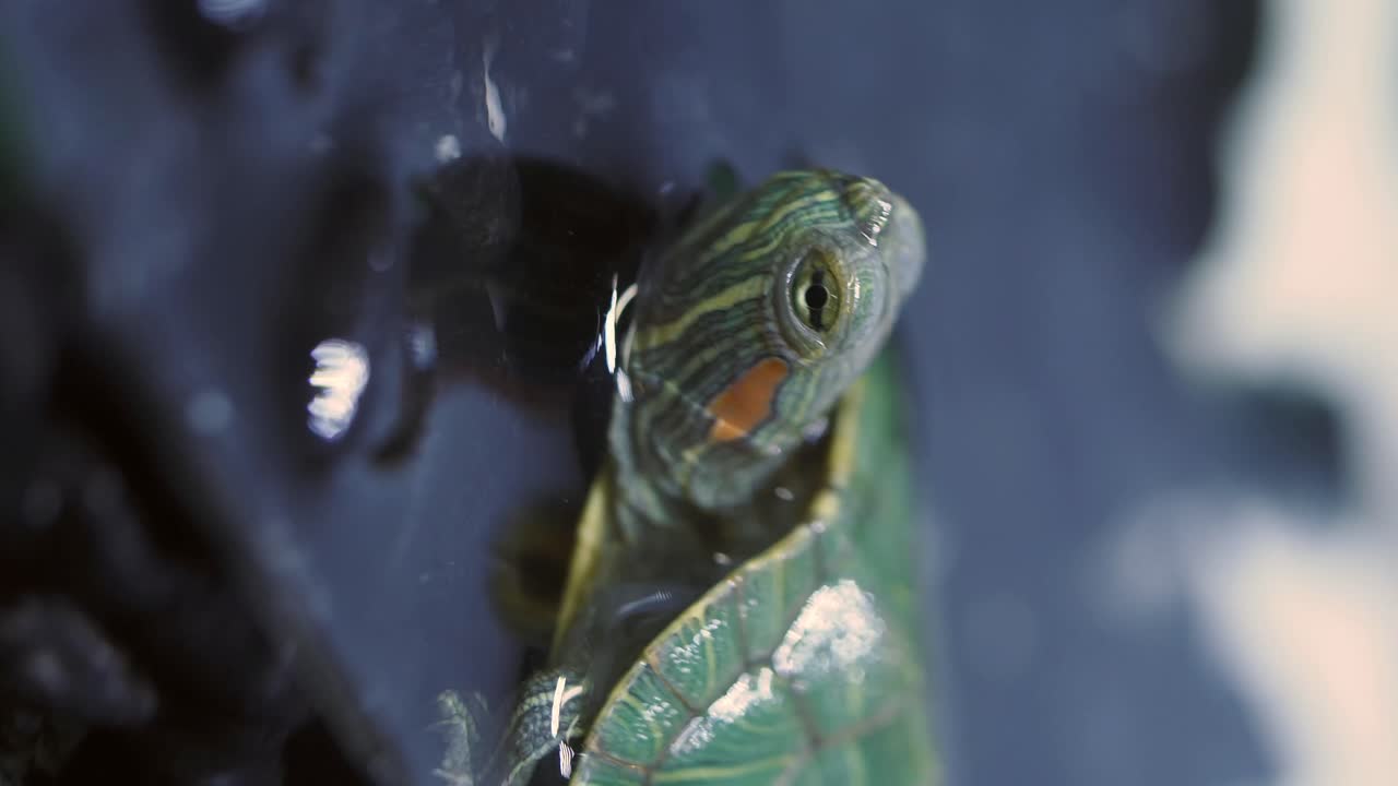 Close-up of a Red-Eared Slider Turtle