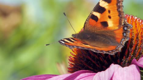 extreme close up macro shot of orange small tortoiseshell butterfly sitting on purple coneflower and collecting nectar