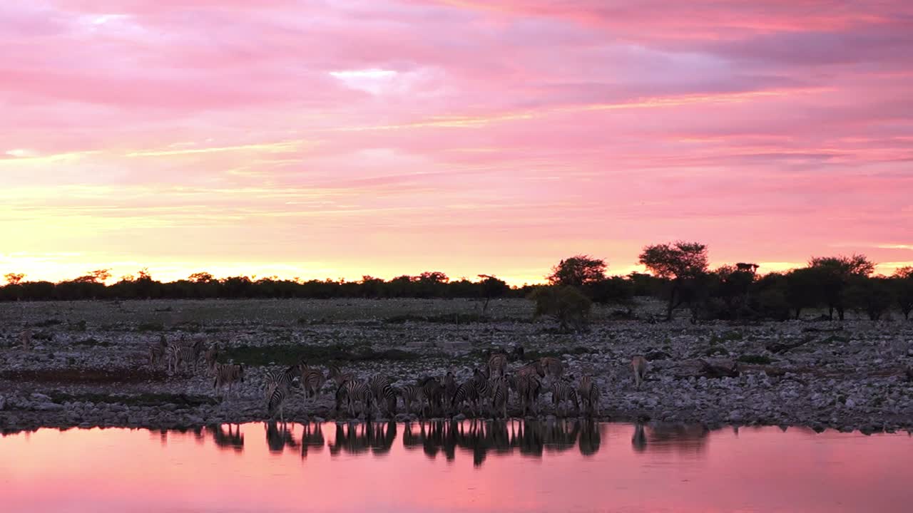 Reflection of a group of zebras silhouette in Okaukuejo waterhole at sunset. Namibia. African Safari.