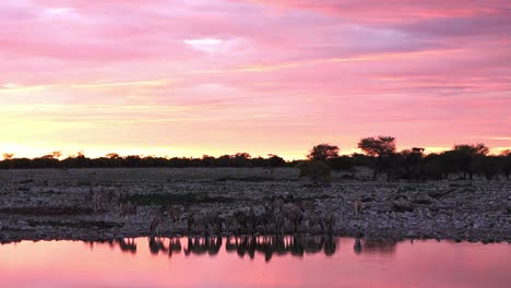 reflection of a group of zebras silhouette in okaukuejo waterhole at sunset. namibia. african safari.