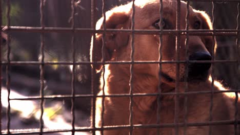 slow motion footage of a golden brown dog in the sunlight behind a fence