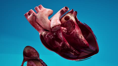 human circulatory system heart beat anatomy animation concept. 3d