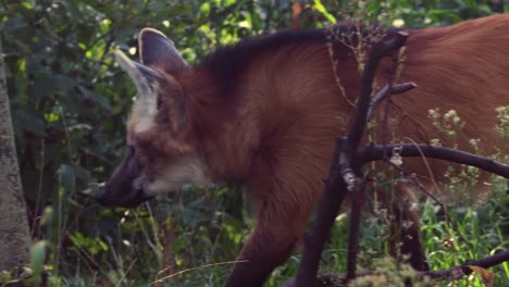 maned wolf in forest. the maned wolf (chrysocyon brachyurus) is a large canine of south america.