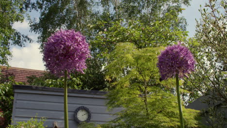 mirando hasta 2 flores de sensación púrpura de allium
