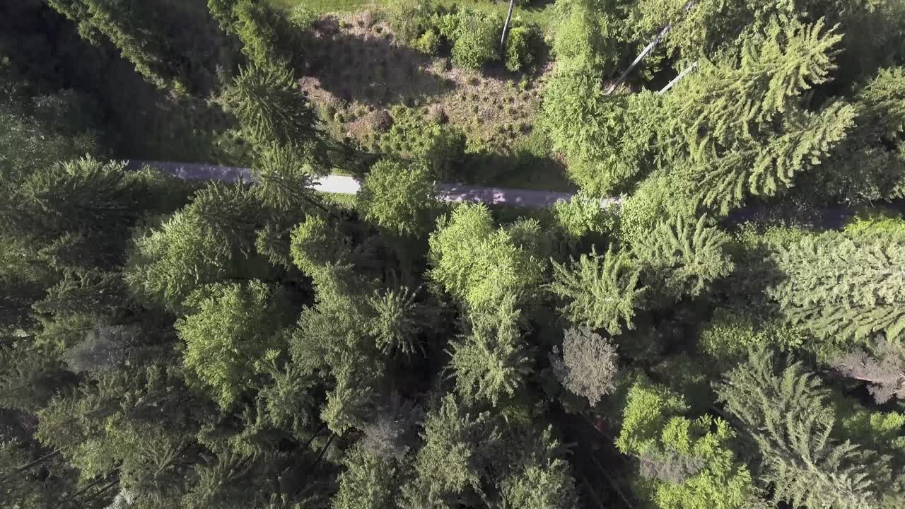 vuelo sobre un bosque y un pequeño camino de tierra que lo atraviesa