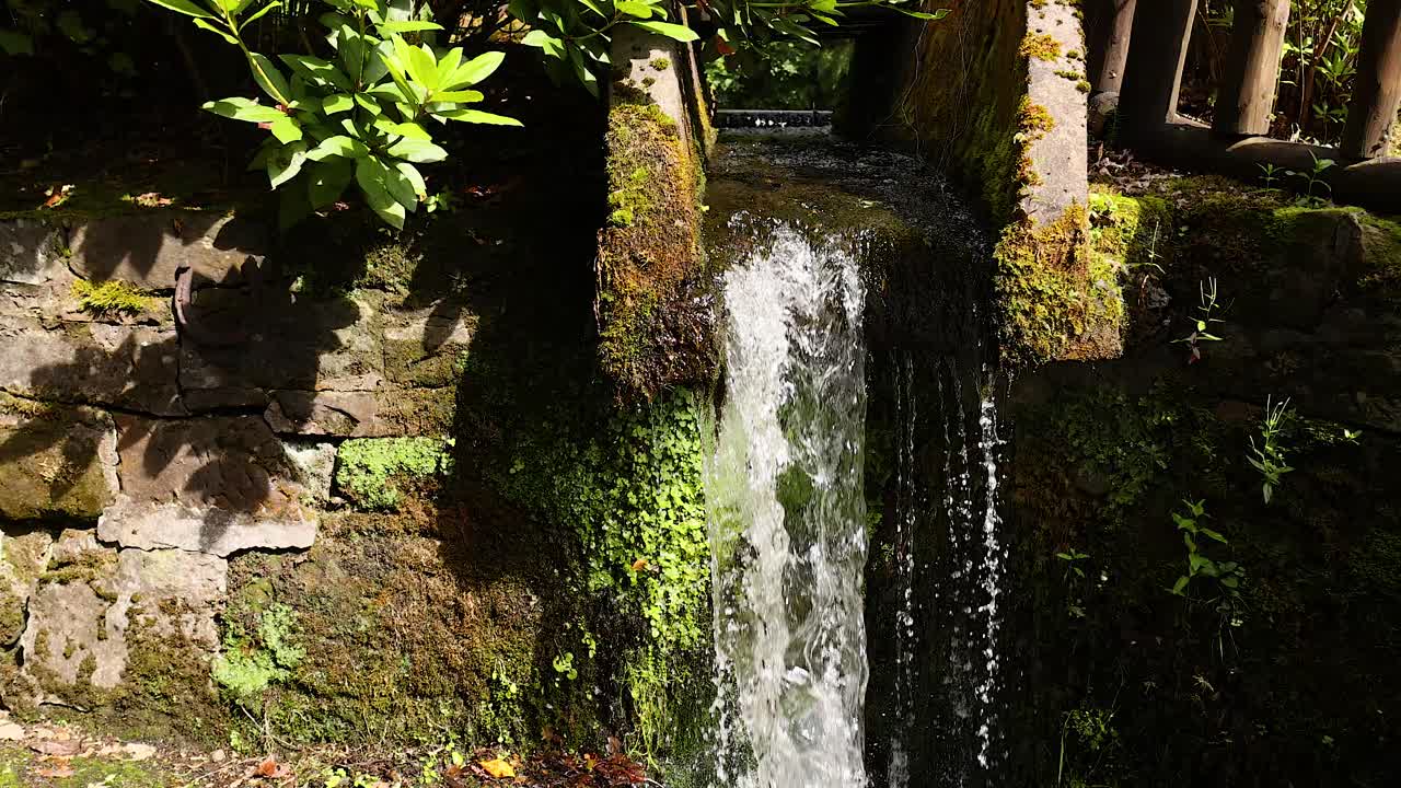 pequeña cascada rodeada de exuberante vegetación