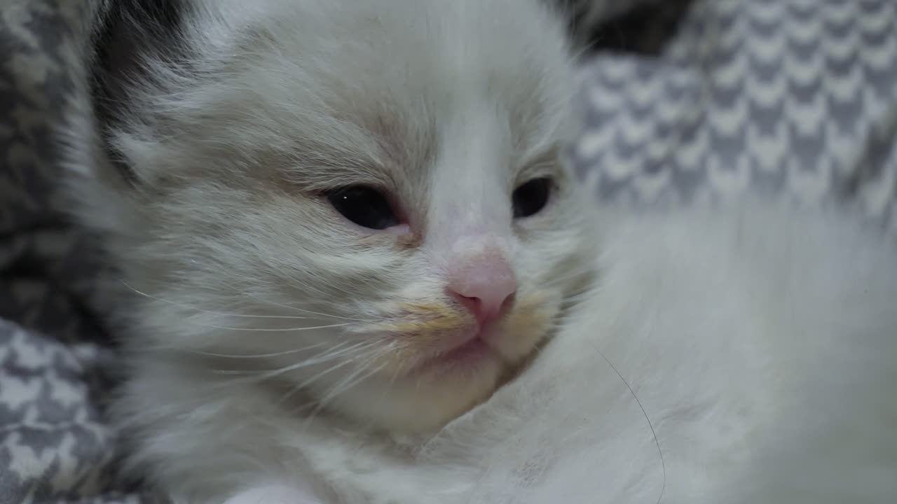 Sleepy little kitten ragdoll cat