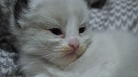 Sleepy-little-kitten-ragdoll-cat