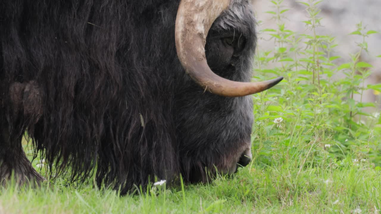 모스코스 (ovis moschatus, 라틴어: musky sheep-ox) 는 모스코크스 (musk ox) 와 모스코 (musk-ox) 라고도 불리며, 복수 모스코센 (muskoxen) 또는 모스코 oxen은 보비데아 (bovidae) 가문의 발이 있는 포유류이다.