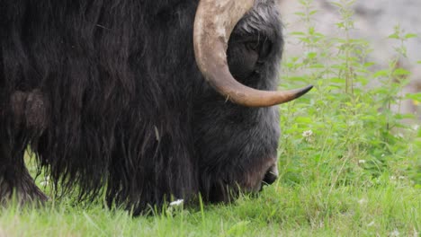 Muskox-(Ovibos-moschatus,-in-Latin-musky-sheep-ox),-also-spelled-musk-ox-and-musk-ox,-plural-muskoxen-or-musk-oxen-is-a-hoofed-mammal-of-the-family-Bovidae.