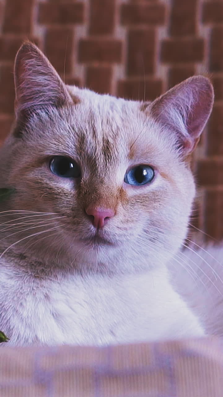 CU, slow motion: adorable white cat with blue eyes lies near beautiful fresh flowers bouquet on comfortable chair in light living room close view