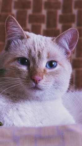 cu, slow motion: adorable white cat with blue eyes lies near beautiful fresh flowers bouquet on comfortable chair in light living room close view