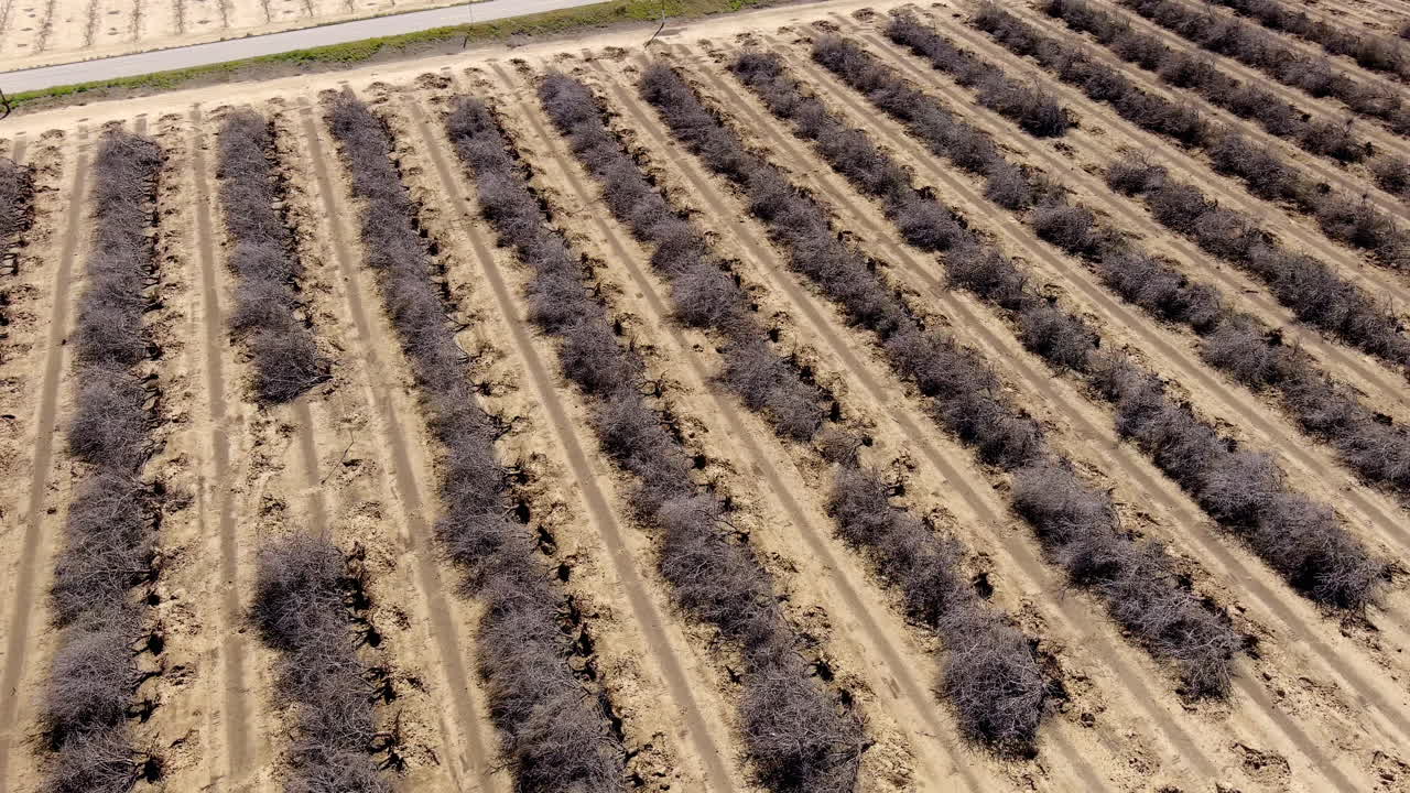 vista aérea en órbita del valle central, california filas de huertos muertos daños en los cultivos del campo