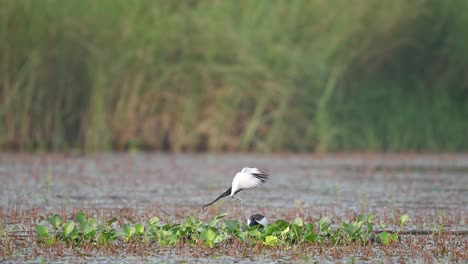 jacana de cola de faisán en la temporada de cría en el área de anidación
