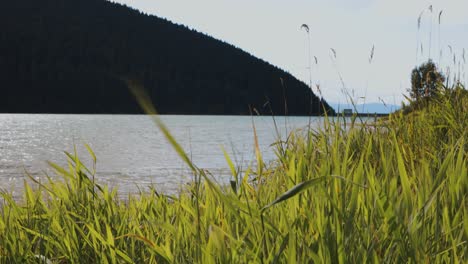 close up of green grass blown by the wind at the lake shore with forested mountain in background