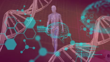 animación de cadenas de adn, cerebros humanos y procesamiento de datos científicos