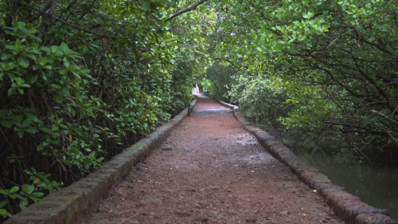 인도 고아에 있는 무성한 맹그로브 나무와 초목으로 둘러싸인 텅 빈 축축한 성역 공원 산책로의 정적인 장면