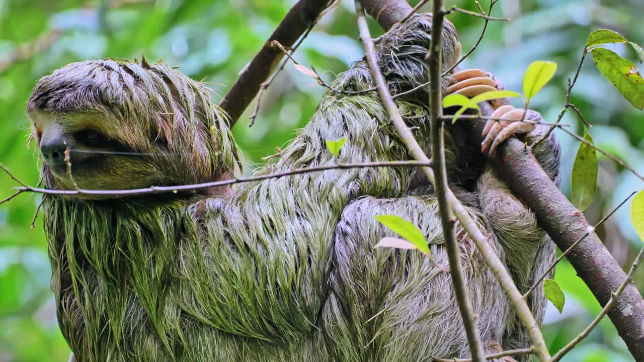 perezoso de dos dedos busca pareja en un eucalipto en el parque nacional manuel antonio en el oeste de costa rica