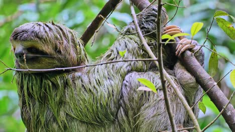 two fingered sloth looks for a mate in a eucalyptus tree in parque nacional manuel antonio in western costa rica