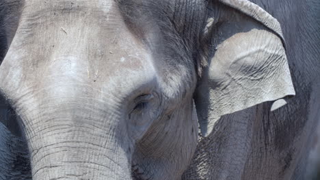 Close-up-shot-of-grey-wild-elephant-relaxing-in-sunlight,filmed-in-slow-motion---Beautiful-animals-filmed-on-safari-trip-in-Africa