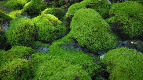 un arroyo de agua que fluye sobre rocas verdes y musgosas en el bosque