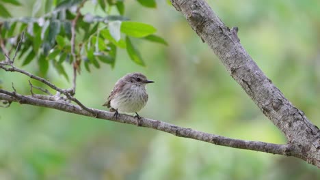 Little-female-austral-vermilion-flycatcher-perching-on-tree-branch-on-a-windy-day