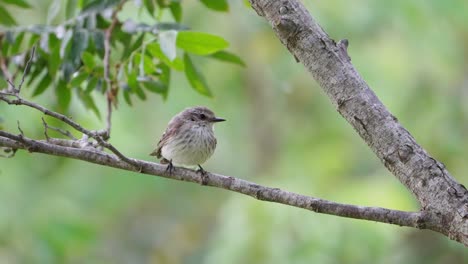 pequeña hembra papamoscas bermellón austral posado en la rama de un árbol en un día ventoso