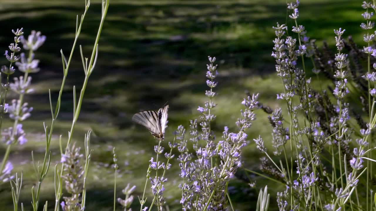 Fjäril på lavendelblommor