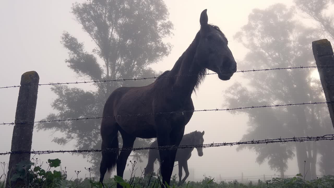 vista de caballos detrás de una valla en un pasto brumoso desde abajo