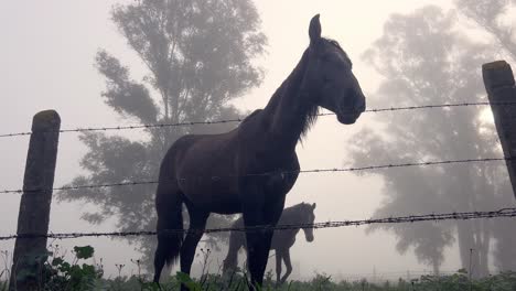 view of horses behind a fence in a misty pasture from below