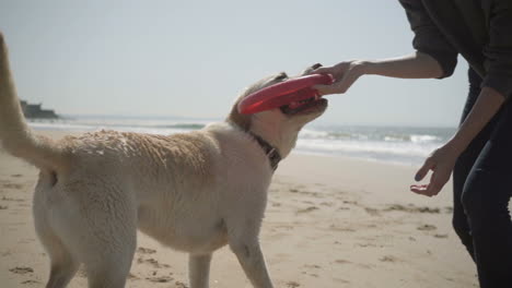 happy young woman playing with labrador on sandy seashore.