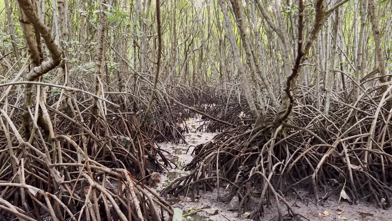 Video pohon bakau dengan sistem akar yang terbuka, tumbuh di kondisi lahan basah pesisir berlumpur di Bali, Indonesia, yang menampilkan vegetasi garis pantai alami dan lingkungan pasang surut