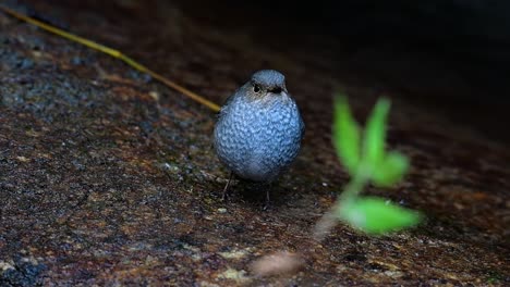 esta hembra de colirrojo plomizo no es tan colorida como el macho pero seguro que es tan esponjosa como una bola de un lindo pájaro