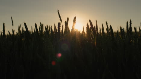 the sun shines through the ears of wheat on the field