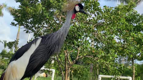 Kronenkranich-Vogel-Tier-Wildes-Leben