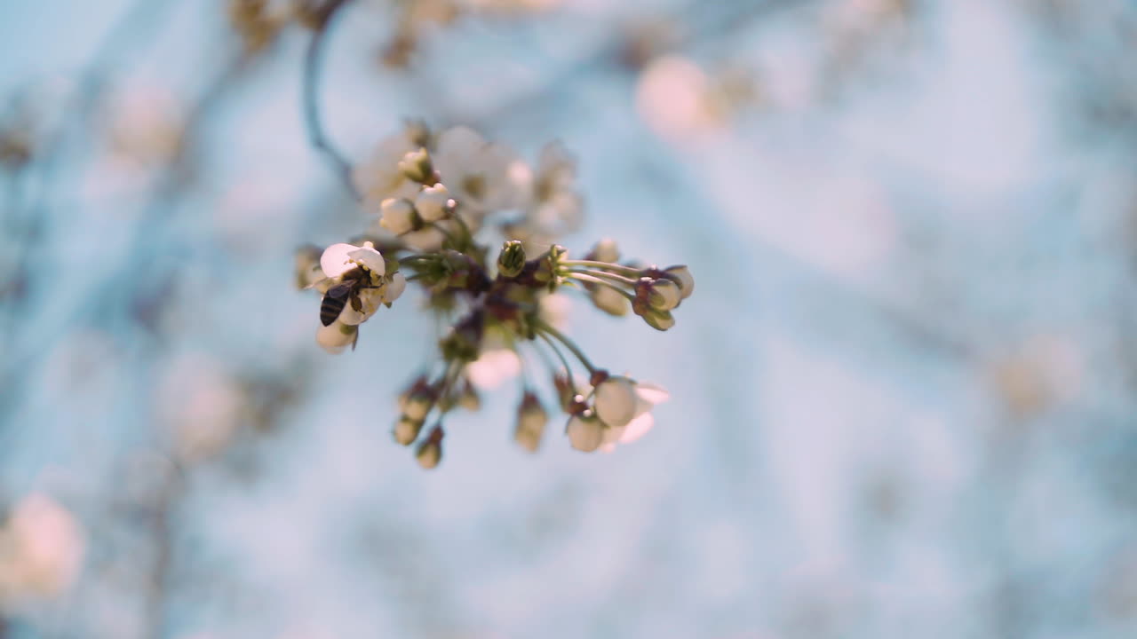 Slow motion clip of a little pink flower with a bee moving behind him