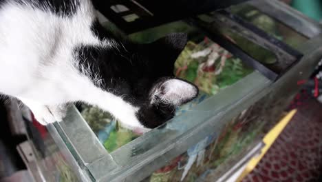 thirsty tuxedo cat drinking water from an aquarium with fish inside it