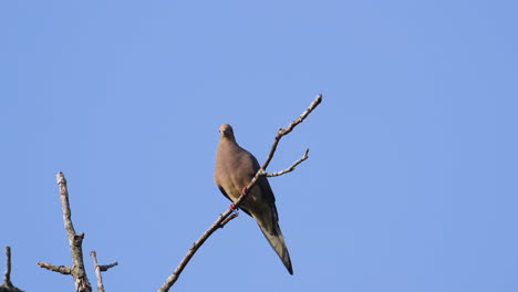 A-beige-mourning-dove-perched-on-a-leafless-treetop-against-a-blue-sky-background