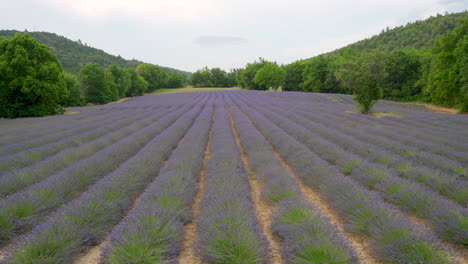 beautiful lavender field in france