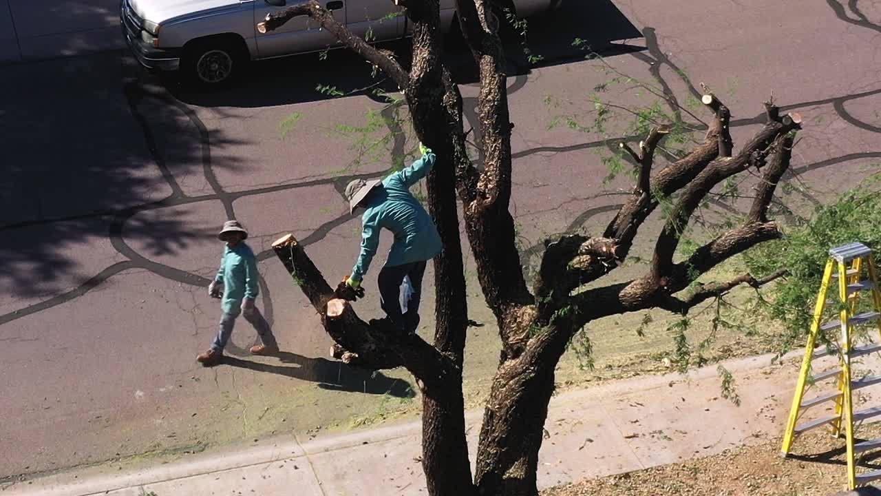 큰 메스키트 나무에 서 있는 동안 한 손에 전기톱을 들고 있는 공중 남자는 팔다리, 스코츠데일, 애리조나를 절단할 준비를 하면서 자신을 안정시키기 위해 트럭에 손을 얹습니다.
