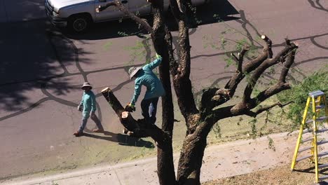 aerial man holding a chainsaw in one hand while standing in a large mesquite tree puts his hand on the truck to steady himself as he prepares to cut off a limb, scottsdale, arizona