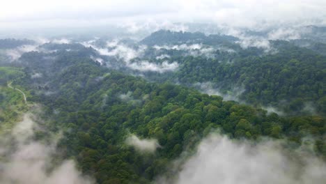 las exuberantes selvas tropicales de indonesia, llenas de biodiversidad y paisajes impresionantes