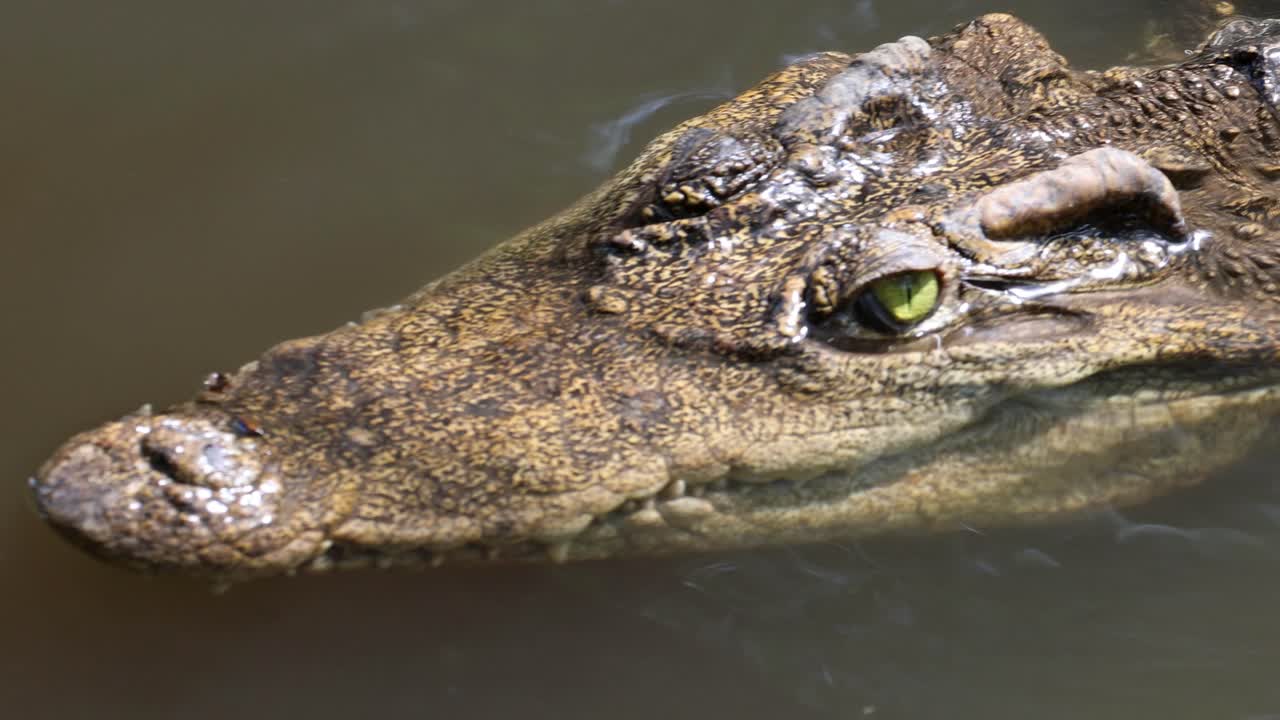 Saltwater crocodile swims slowly, eyes above water, natural light, close-up, tranquil mangrove river