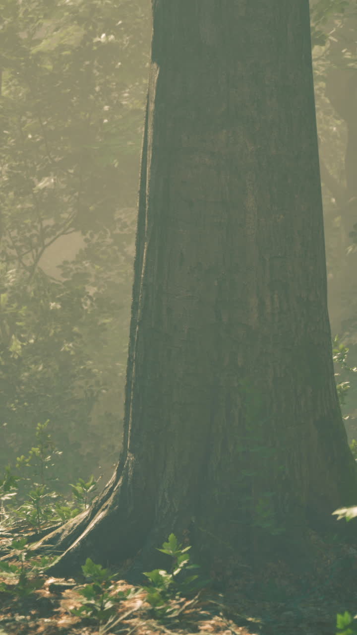 Sunlight filters through trees in a serene forest setting during golden hour