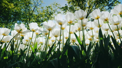 rows of white tulips