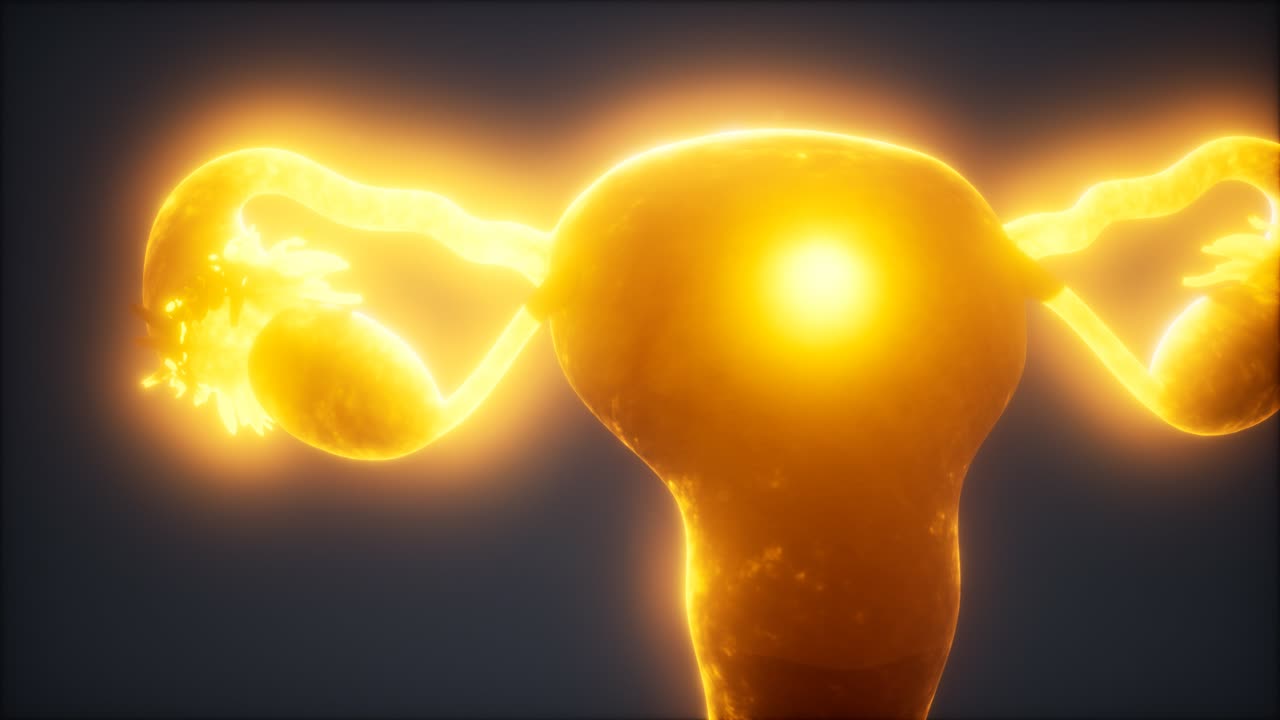 anatomía del sistema reproductivo femenino