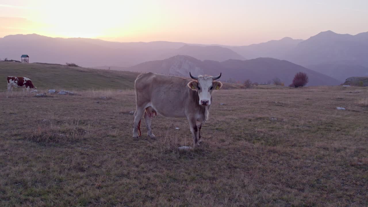 primer plano de una gran vaca de pie en el prado del parque nacional durmitor montenegro durante la puesta de sol, aero